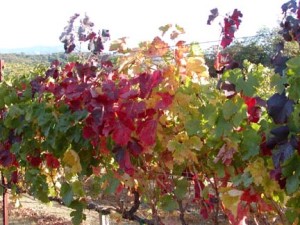 Fall at Sky Pine Vineyards