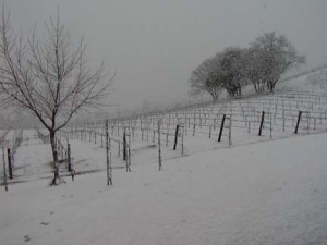 Winter at Sky Pine Vineyards